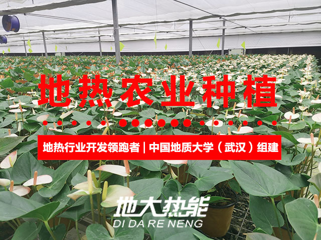 濟南：“地熱能+農業”產業融合，讓地熱能真正“熱”起來-地大熱能